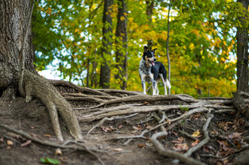 Beautiful Border Collie mix in the Forest
