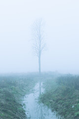 Lonely tree in a desolate landscape is barely visible through the fog