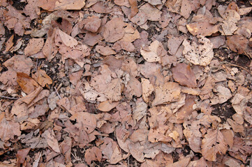 Ground with dry leaves