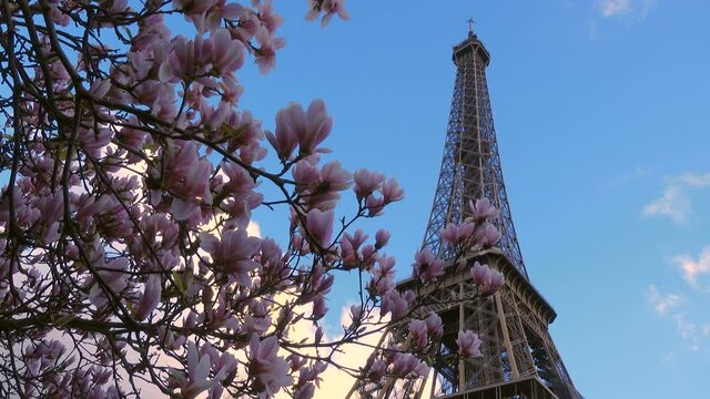 Eiffel tower with the sakura tree branches and blue sky
