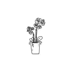 phalaenopsis with flowers houseplant. Indoor potted plant vector outline black and white doodle illustration. - obrazy, fototapety, plakaty