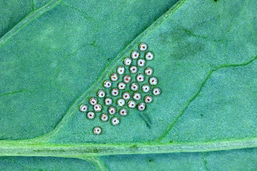 Eggs of Turnip moth - Agrotis segetum - Owlet moth - Noctuidae Under the leaf. The caterpillars of...