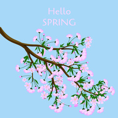 Sakura blossom branch isolated. Hello spring poster or banner. Flat vector illustration