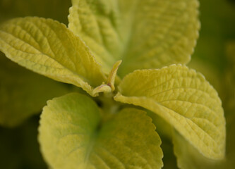 Green leaf