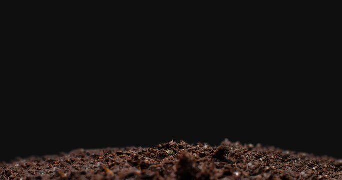 Time lapse of pea plant growing from seed in soil.