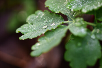 Raindrops on leaf