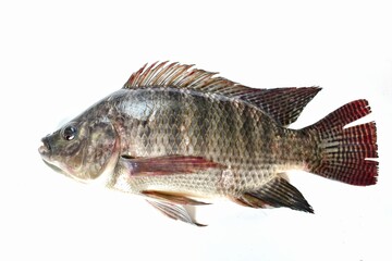 fresh tilapia isolated on white background