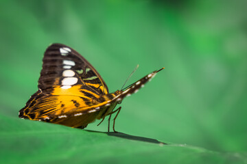 Macro view of orange butterfly body. Parthenos Sylvia. Konya Tropical Butterfly Valley, Turkey