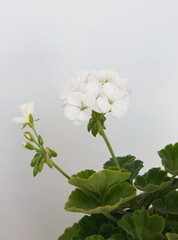Geranium Zonal , Pelargonium hortorum with white flowers