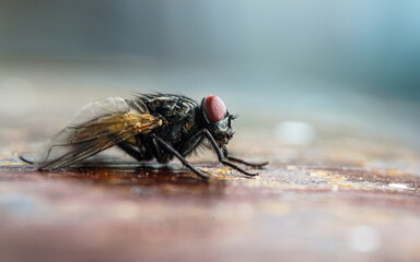 Macro close-up of mating flies