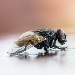 Macro close-up of mating flies