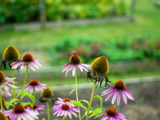 a fly sits on a flower in the garden