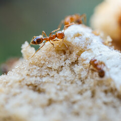 Red imported fire ant,Action of fire ant