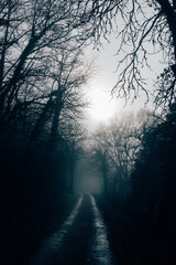 Un chemin dans le brouillard. Une route dans la brume. Une route en hiver. Un chemin dans les bois pendant l'automne.
