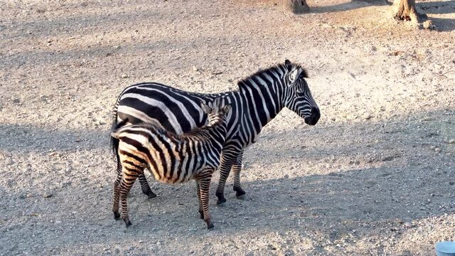 Zebra with a young zebra. Zebras are African equines with distinctive black-and-white striped coats. Zebra stripes come in different patterns, unique to each individual.