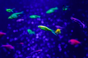 macro beautiful fish glo tetra fish danio rerio