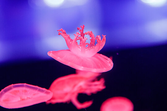 macro of a beautiful jellyfish cassiopea andromeda