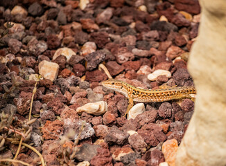 Close up of a small, scaly-skinned lizard crawling cautiously over gravel ground. Reptile with brown and green spotted skin, peeking out from behind a plant.