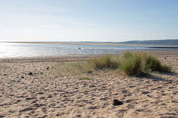 Grass on the beach in the summertime.