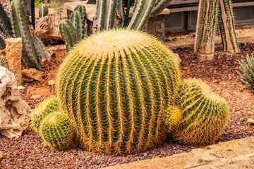 A big spherical cactus, full of sharp thorns. Succulent plant in an ornamental garden, with gravel...