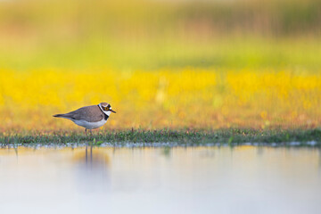 An adult little ringed plover (Charadrius dubius) photograped at ground level in shallow water.