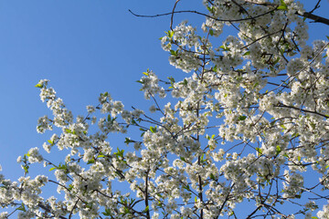 blossoming apple tree