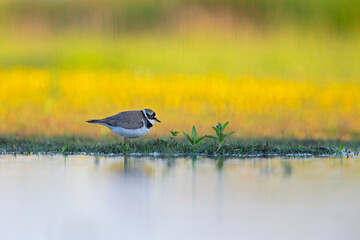 An adult little ringed plover (Charadrius dubius) photograped at ground level in shallow water.