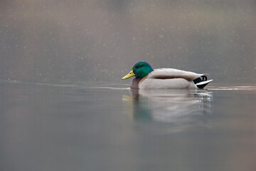 An adult male mallard (Anas platyrhynchos) swimming and foraging in a pond with snowfall.