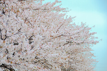 cherry blossom in spring
