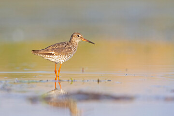 An adult common redshank (Tringa totanus) photograped at ground level in shallow water.