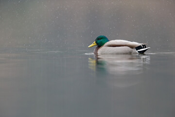 An adult male mallard (Anas platyrhynchos) swimming and foraging in a pond with snowfall.