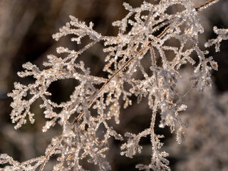 Frozen branches in winter time frost
