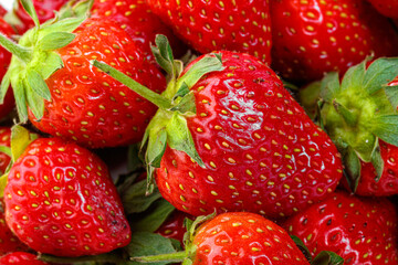 beautiful and ripe red strawberries on a white background