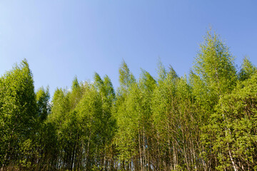 Green tree, birch, in the forest against the blue sky