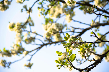Spring flowering of trees and flowers on a sunny day in spring.