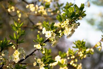 Spring flowering of trees and flowers on a sunny day in spring.