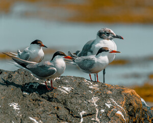 Terns on rocks, Newport Rhode Island