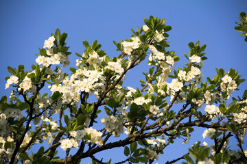 Spring flowering of trees and flowers on a sunny day in spring.