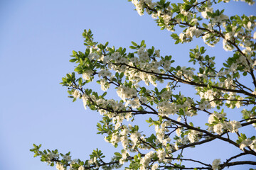 Spring flowering of trees and flowers on a sunny day in spring.
