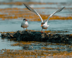 Two terns on rocky shoreline, Newport Rhode Island