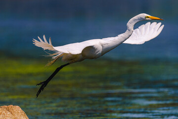 Egret in flight at Easton's Pond. Newport, Rhode Island