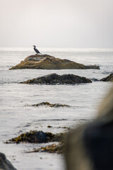 Cormorant in distance