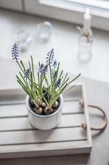 Muscari or mouse hyacinth in a white pot on the wooden tray against the background of the window and candles.