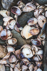 Seashells on beach in Rhode ISland
