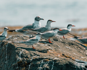 Group of terns on rocky shoreline, newport Rhode Island