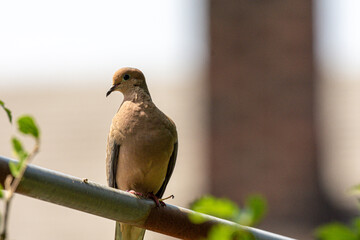 Mourning Dove on branch