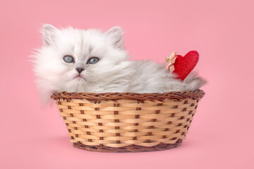 Cute kitten with red heart. Valentine's day pink background. Love, 14th February postcard or greetings design. British longhair breed photo