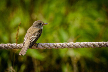 Small bird on rope