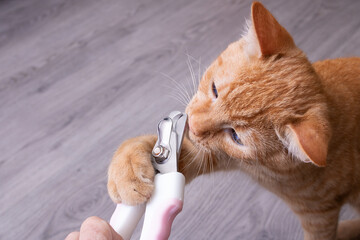 Ginger kitten gnaws scissors for cutting claws