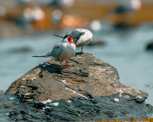 Yawning tern at Sachuest Point, Rhode ISland